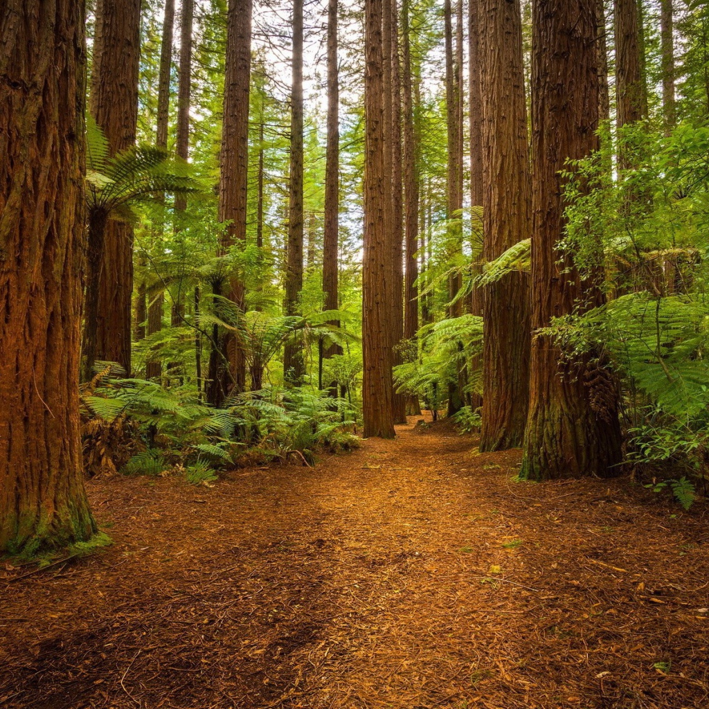Папоротники у подножия больших деревьев в лесу
