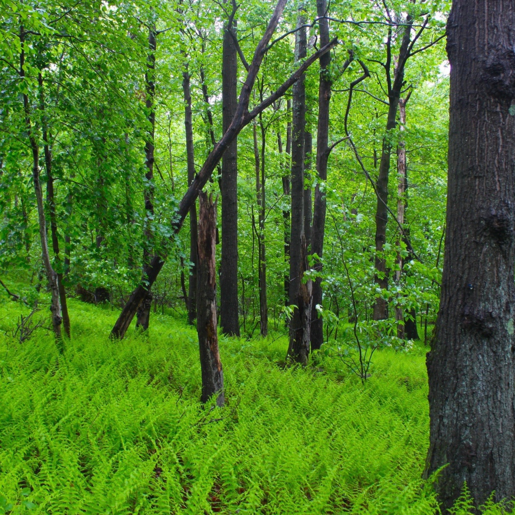 Заросли папоротника в лесу