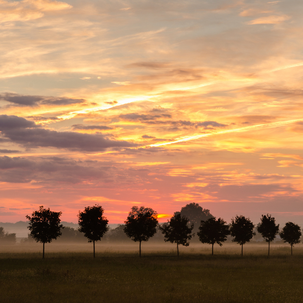 Туман за молодыми деревьями
