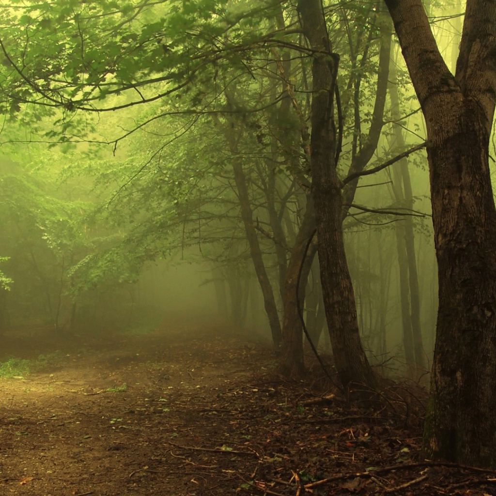 Туман в утреннем лесу