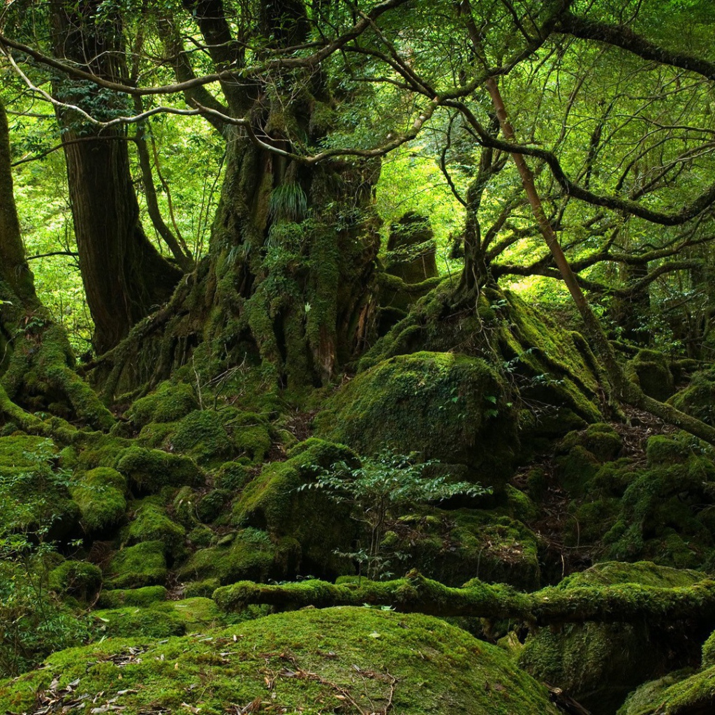 Лес во власти мхов