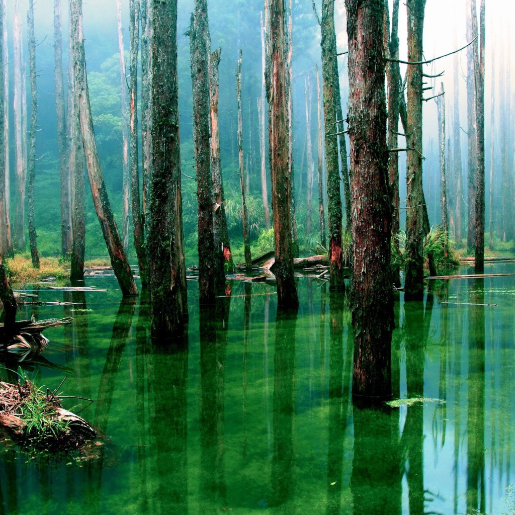 Лес подтоплен зеленой водой