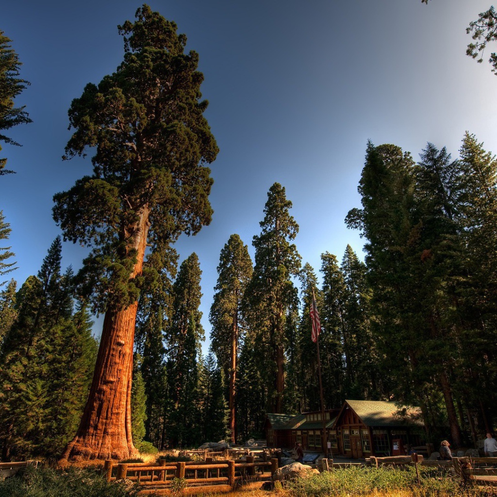 Домик лесника под могучими секвойями