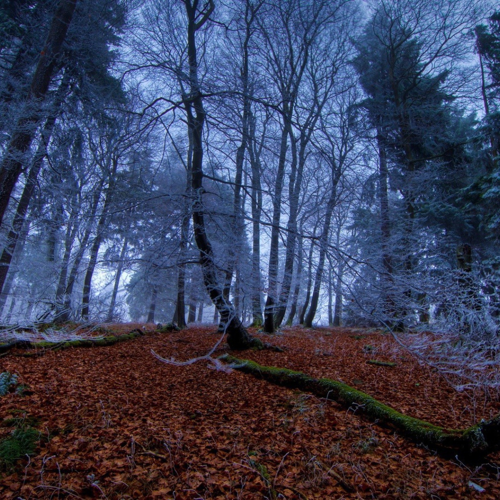 Морозное утро в чаще леса