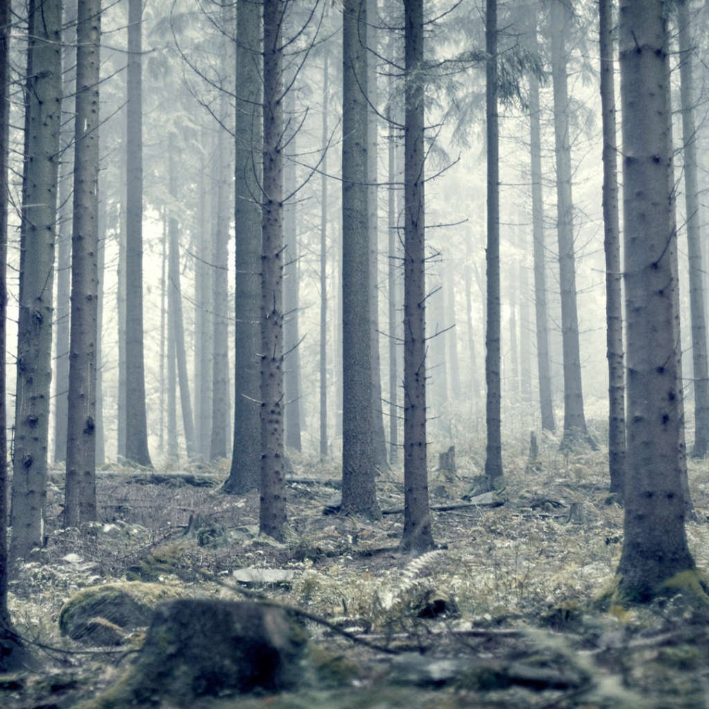 Мрачный серый лес