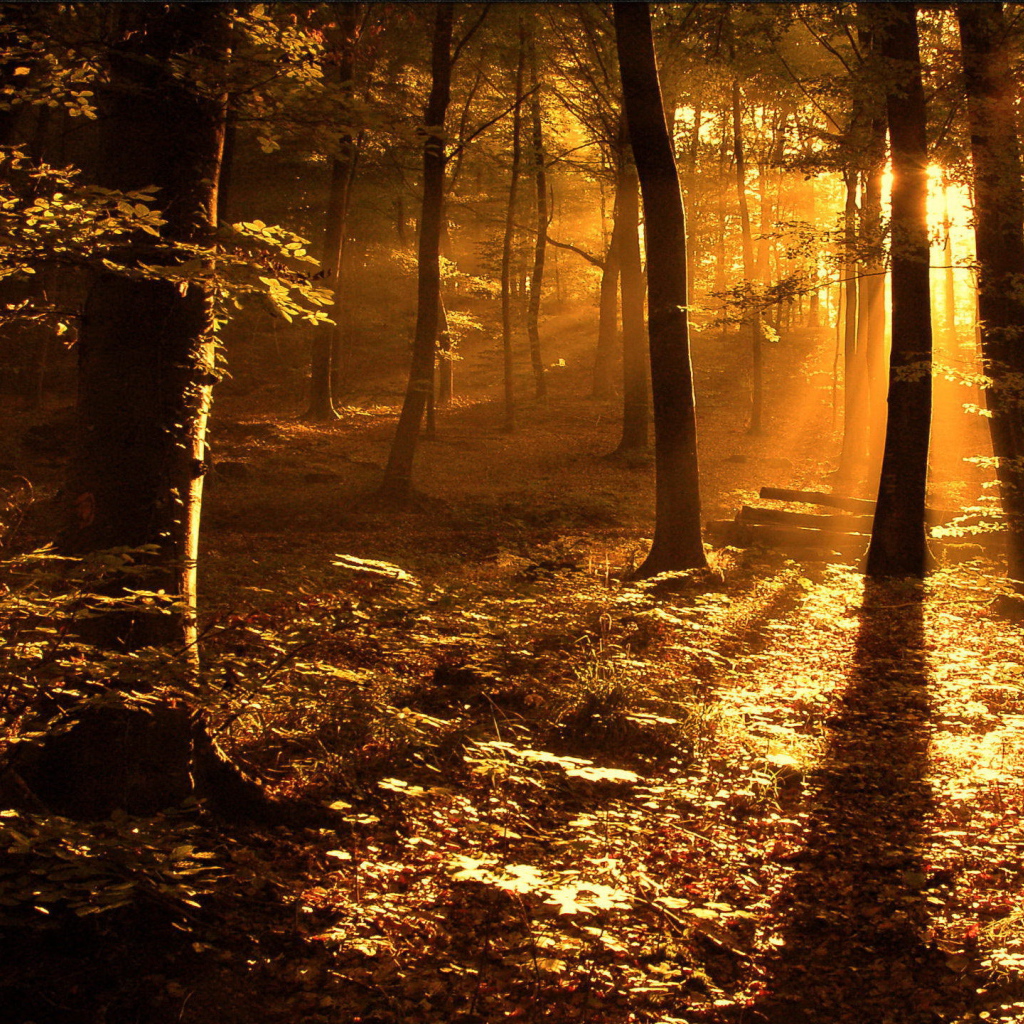 Золотой солнечный свет в лесу