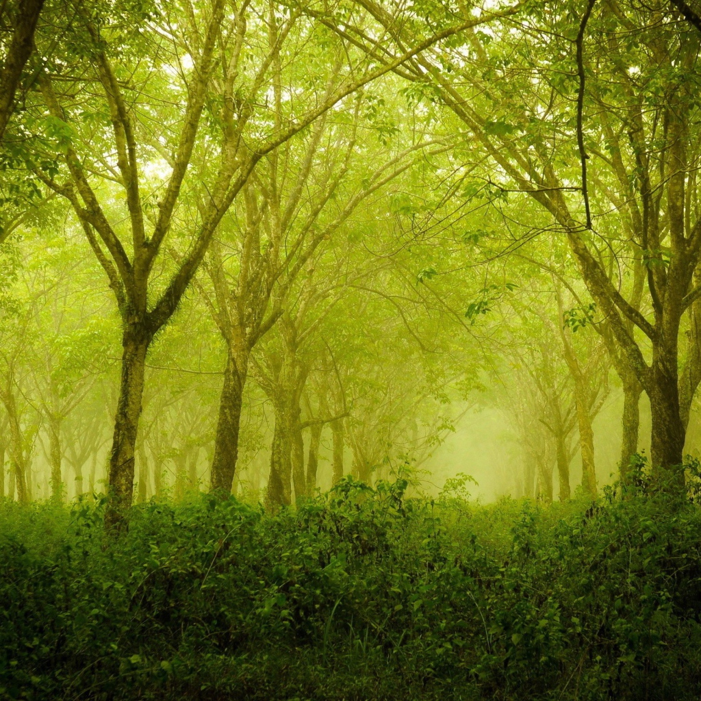 Зеленая дымка в лесу