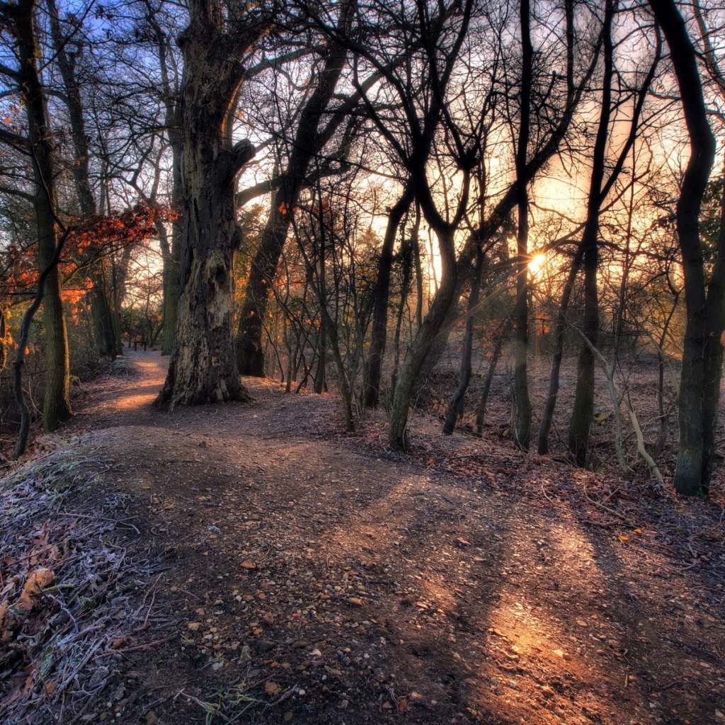 Холм с деревьями посреди леса