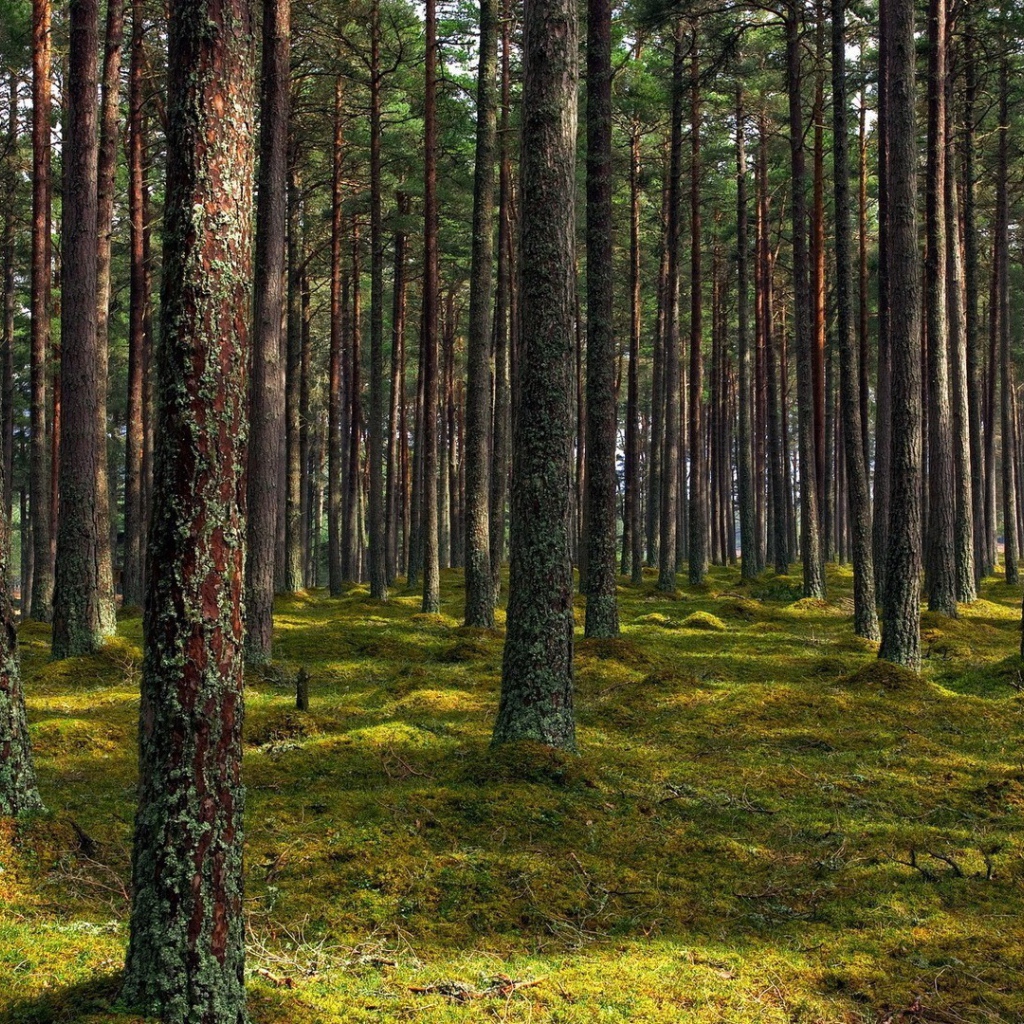 Покрытые лишайником стволы деревьев