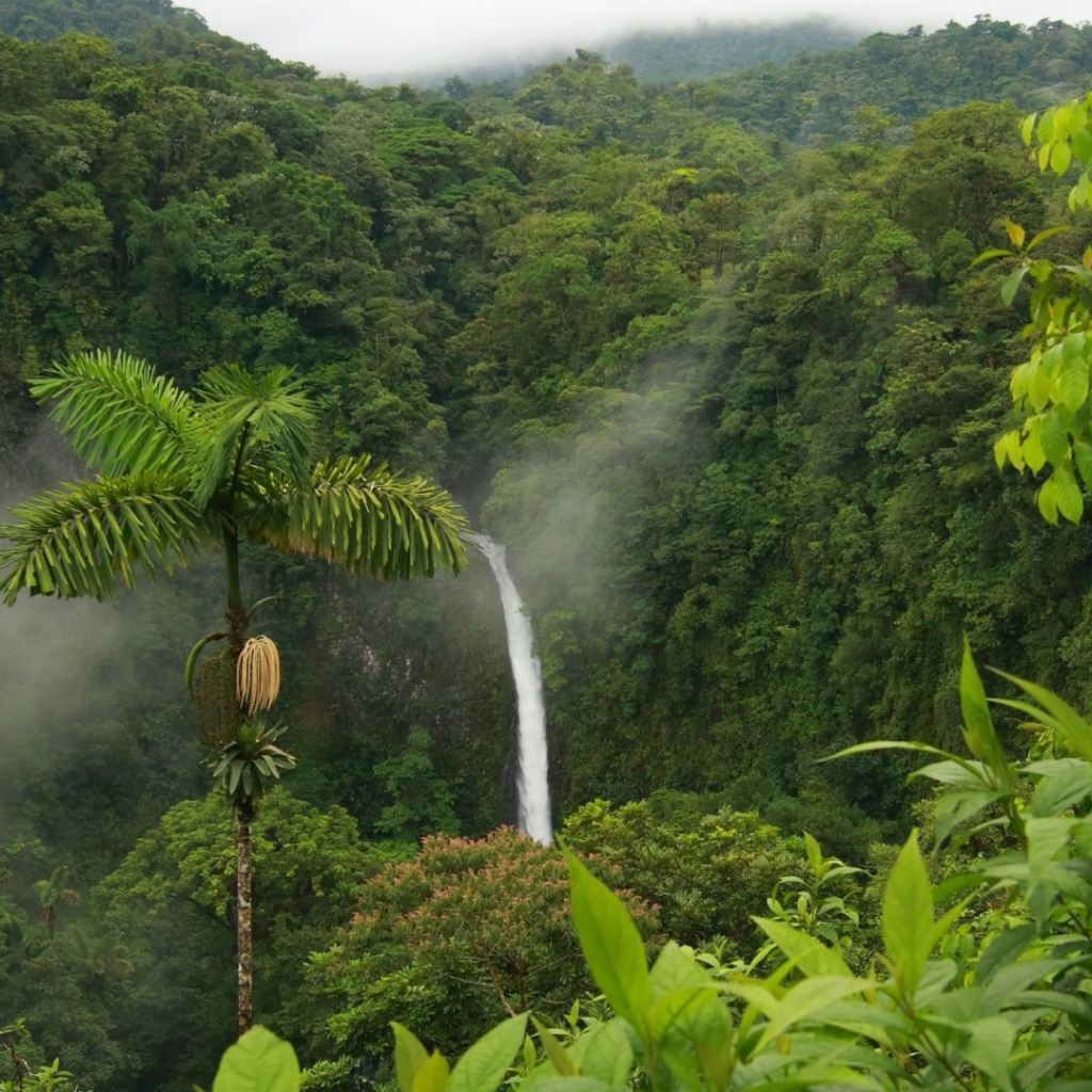 Одинокая пальма в джунглях