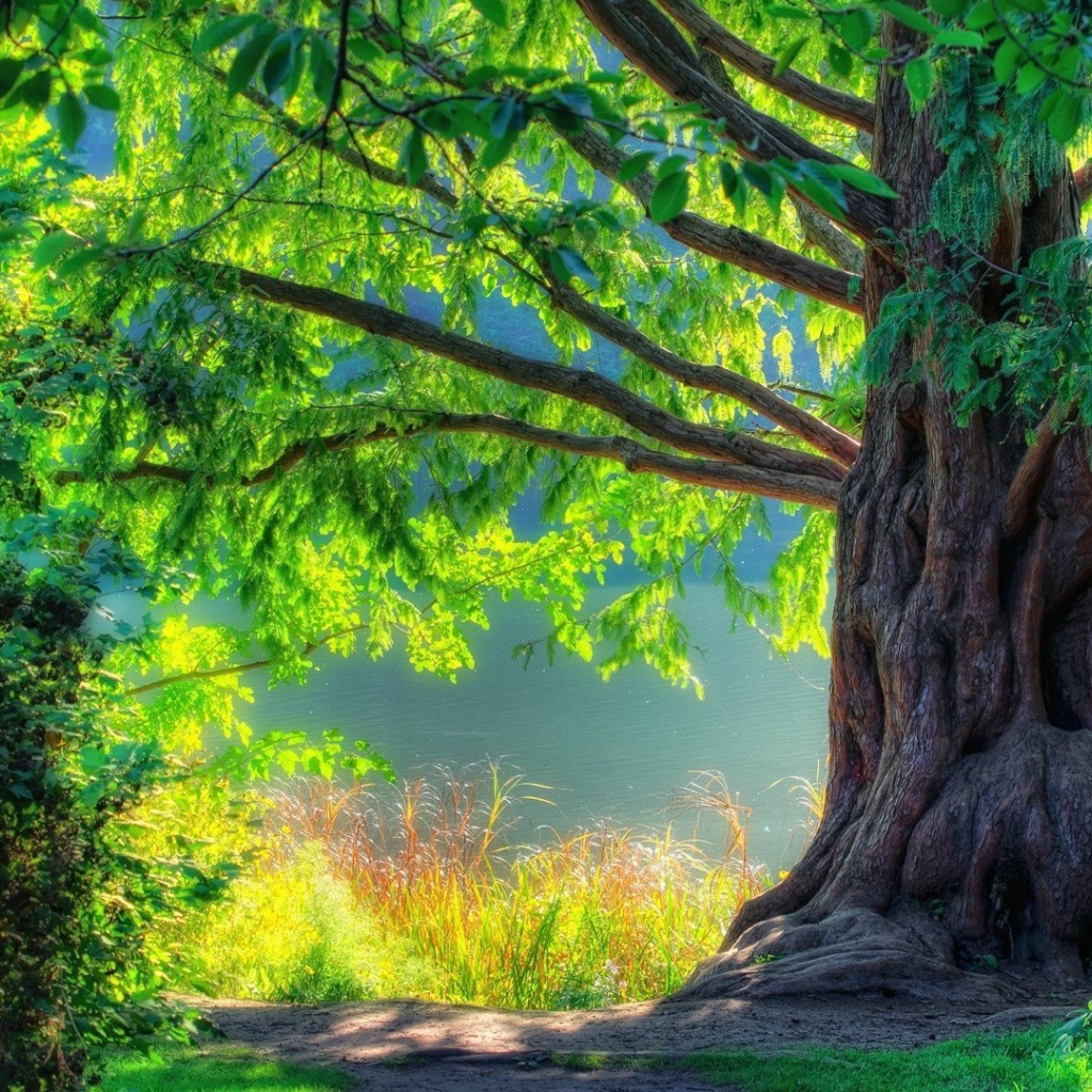 Великолепное старое дерево в лесу