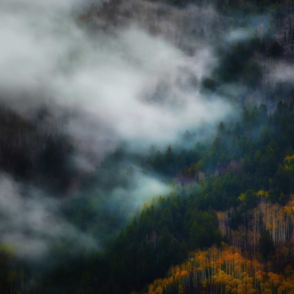 Утренний туман между деревьями горного леса