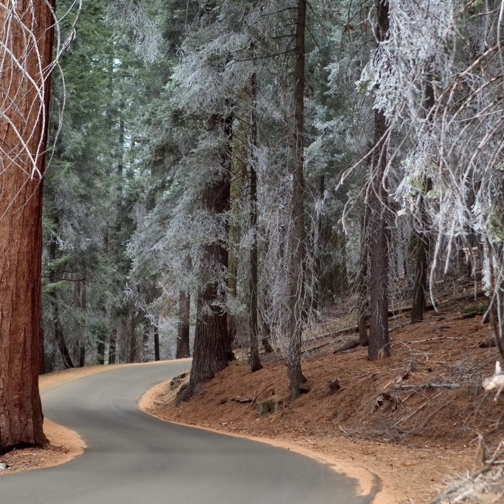 Утренний иней на могучих деревьях в лесу