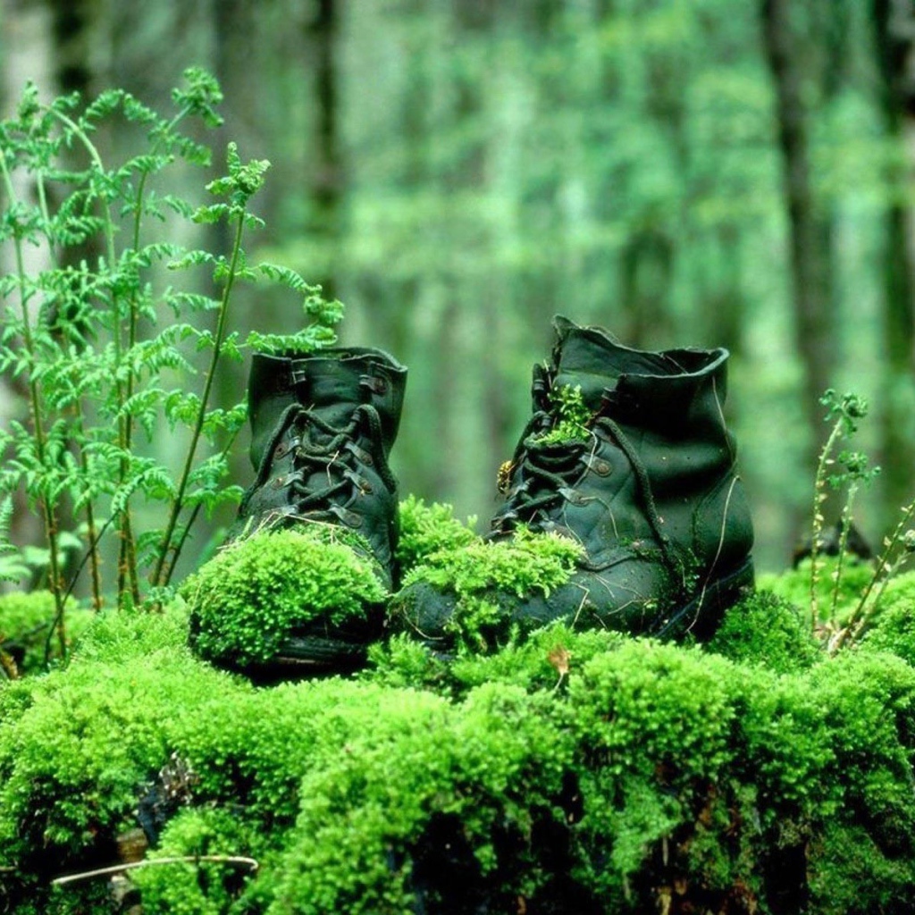 Поросшие мхом ботинки в лесу