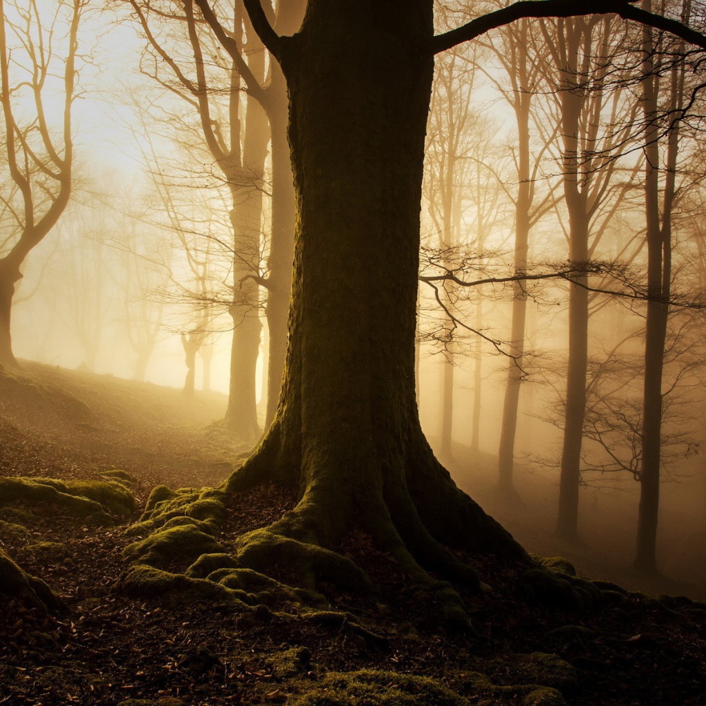Покрытые мхом деревья на склоне в лесу