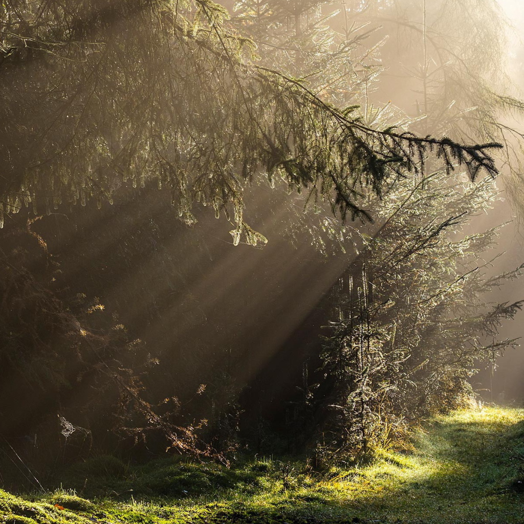 Лучи света в густом лесу