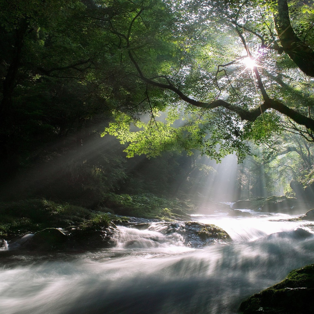 Лучи солнца над рекой в лесу