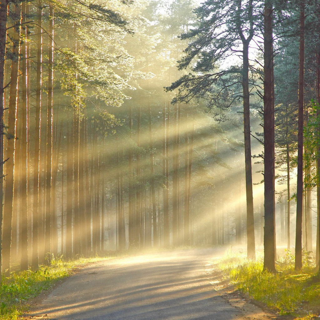 Лучи солнца сквозь дым в лесу