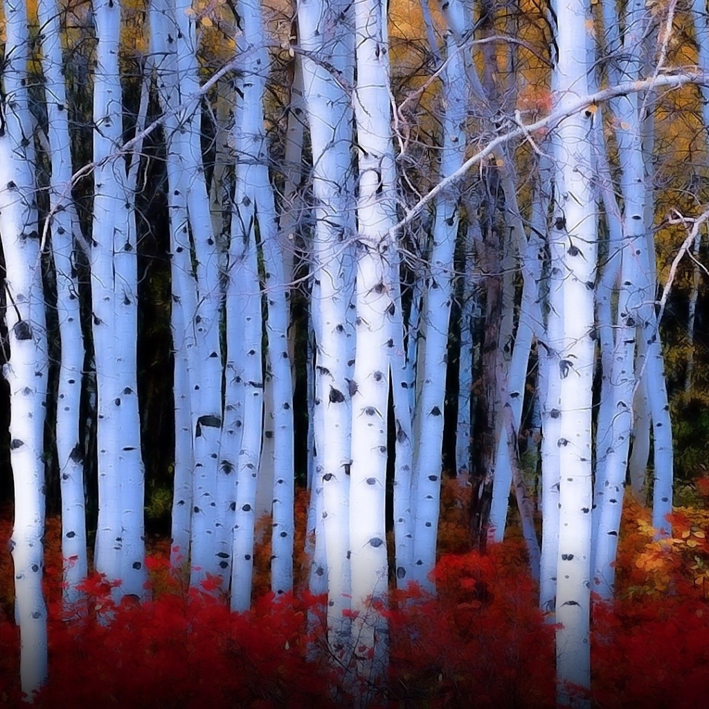 Красные кусты среди берез