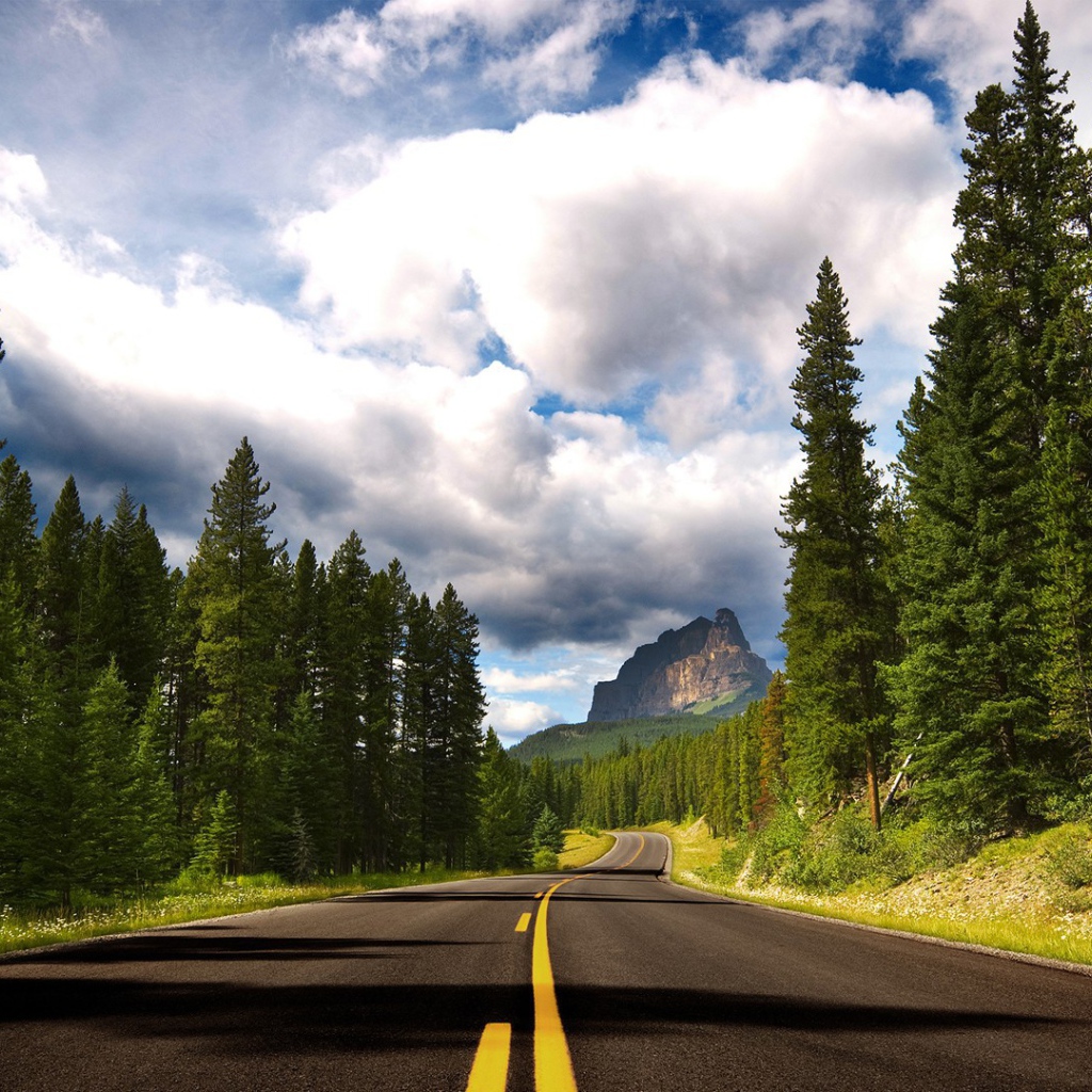 Дорога с желтой разметкой среди леса