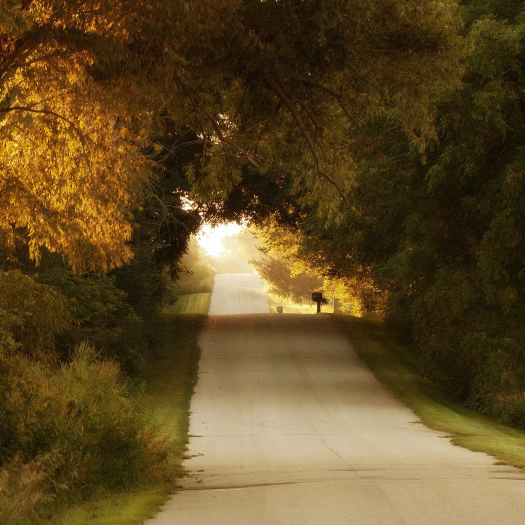 Неровная дорога среди деревьев