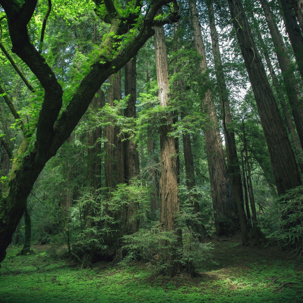 Деревья секвойи в лесу