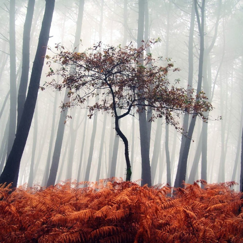 Маленькое дерево среди сухих папоротников