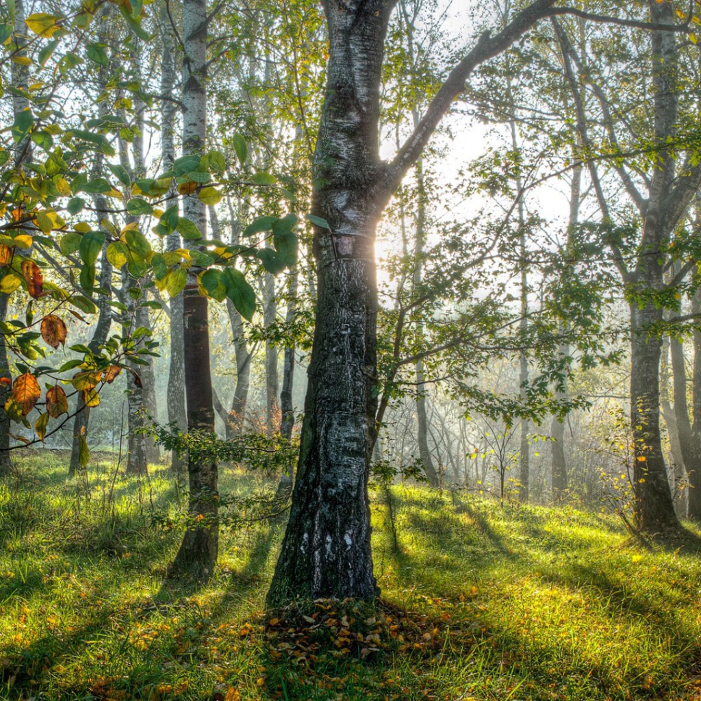Весенние березы в лесу