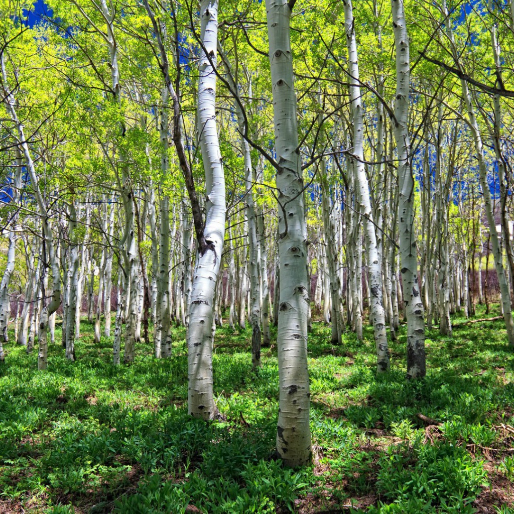 Весенняя березовая роща