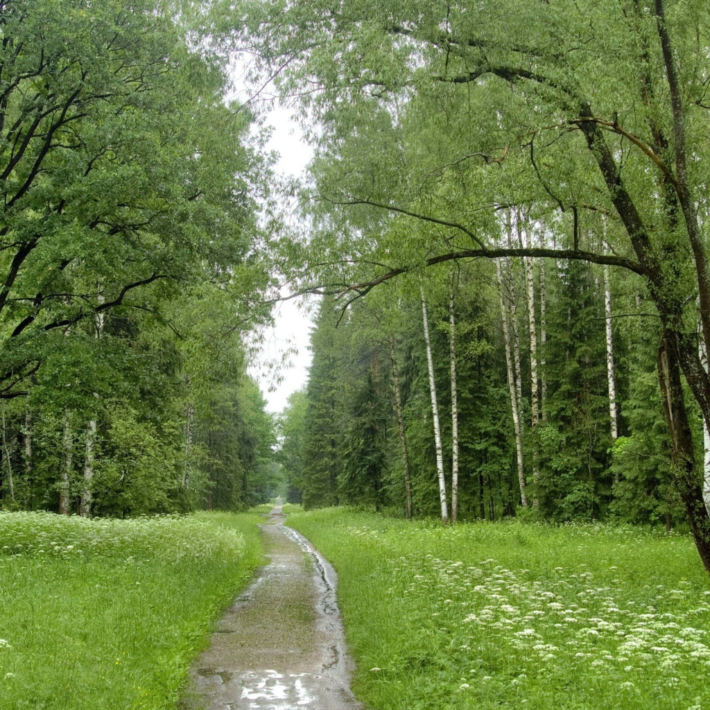 Ручей в березовом лесу