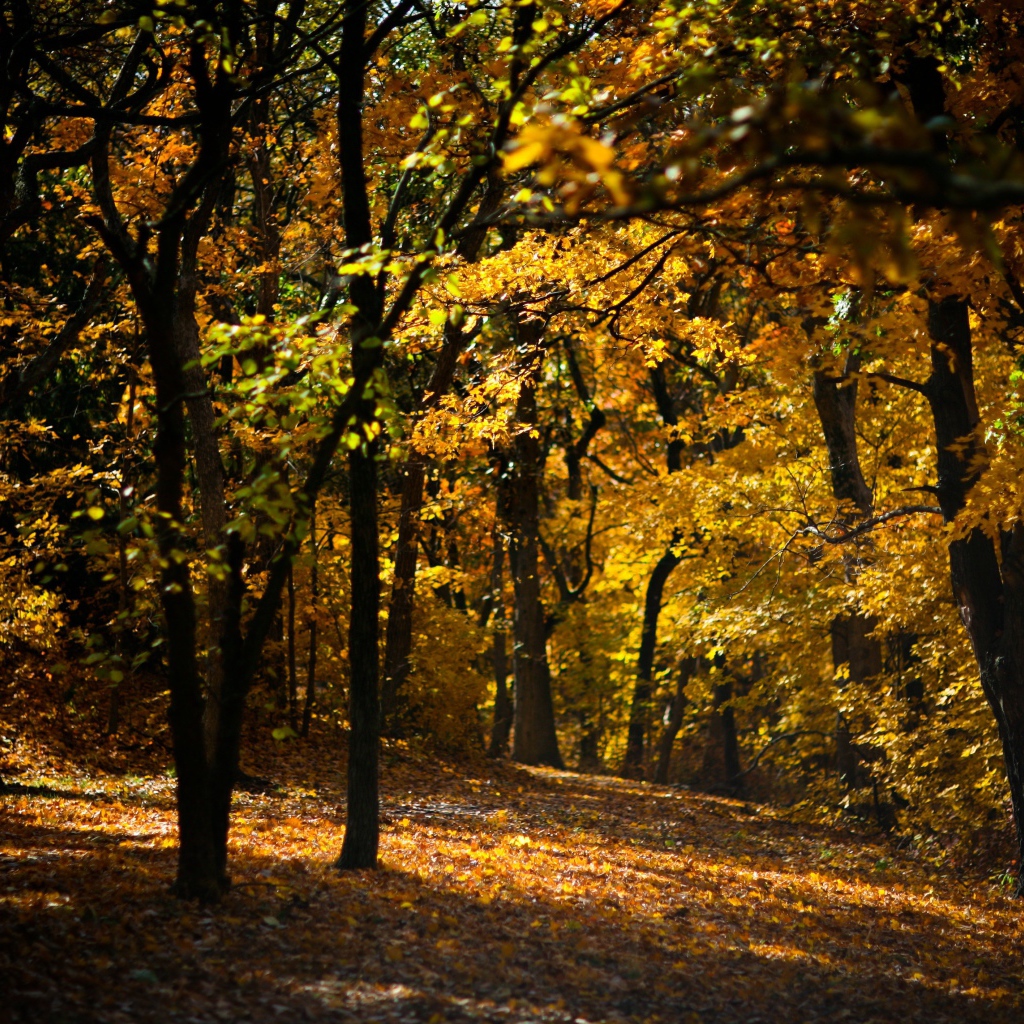 Усыпанная опавшими листьями дорожка в лесу