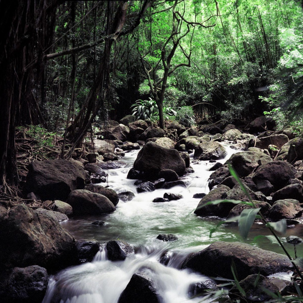 Бурный поток среди камней в глубине леса