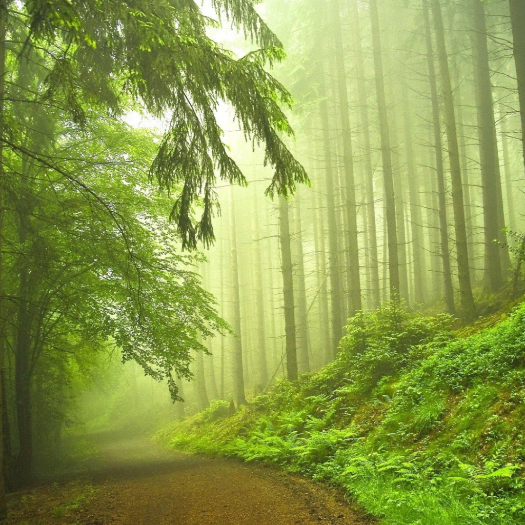 Дорога в туманном хвойном лесу