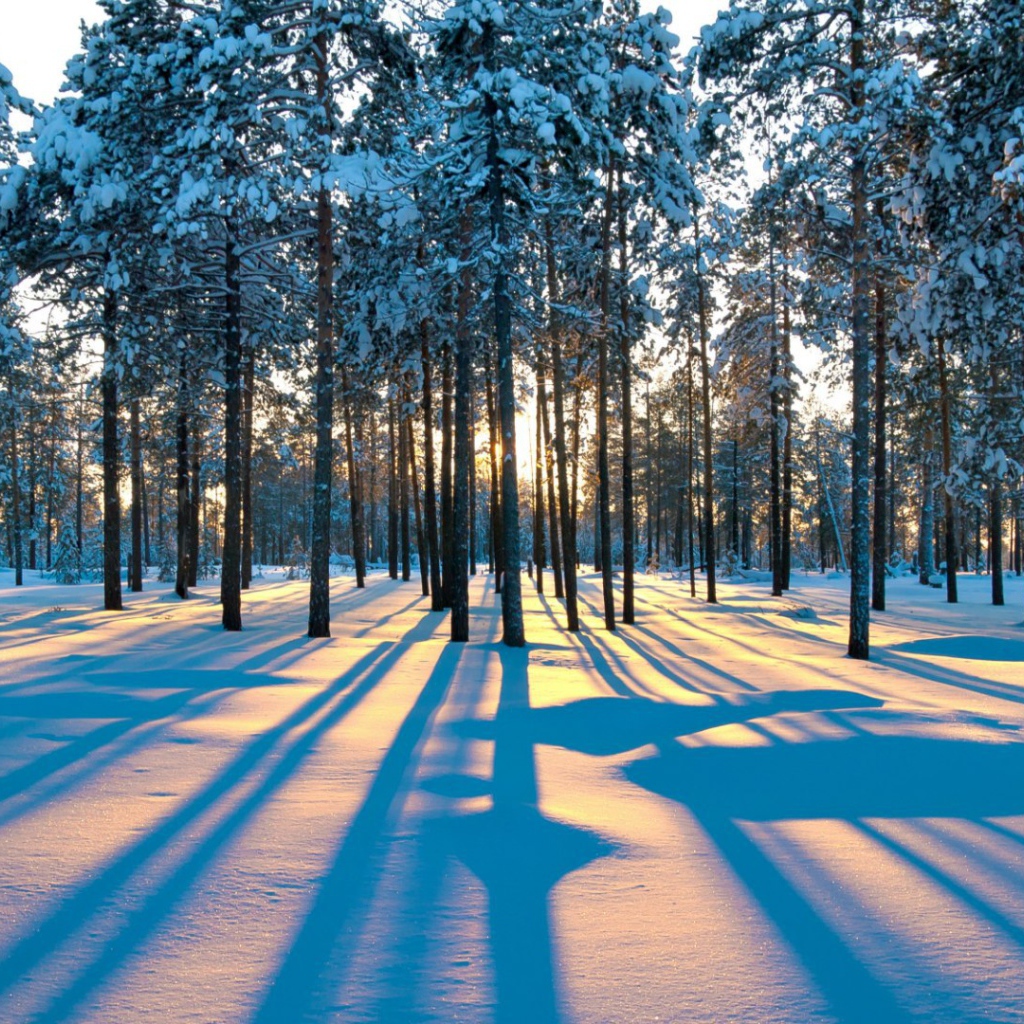 Тени деревьев в зимнем лесу