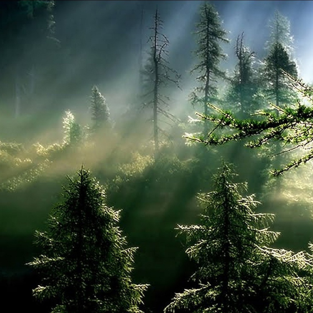Лучи солнца в туманном еловом лесу