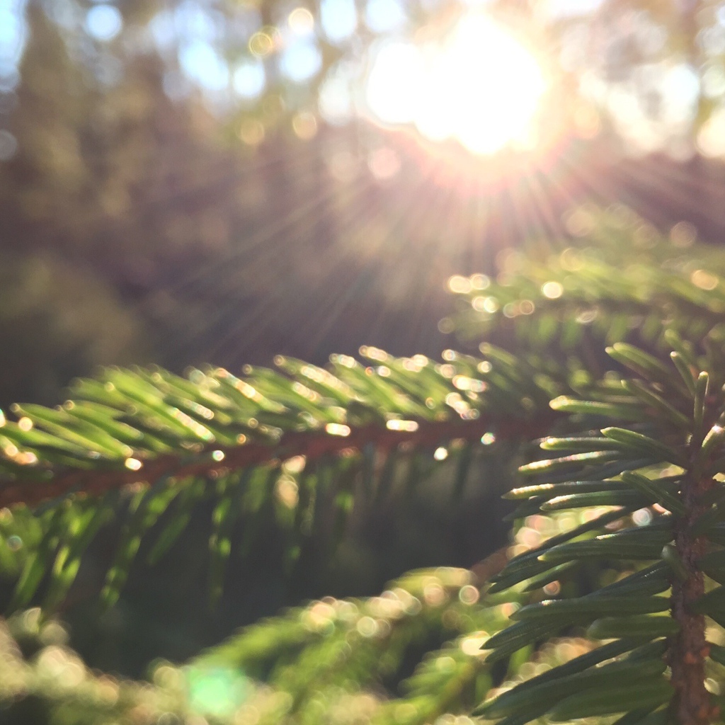 Лучи солнца на молодых еловых побегах