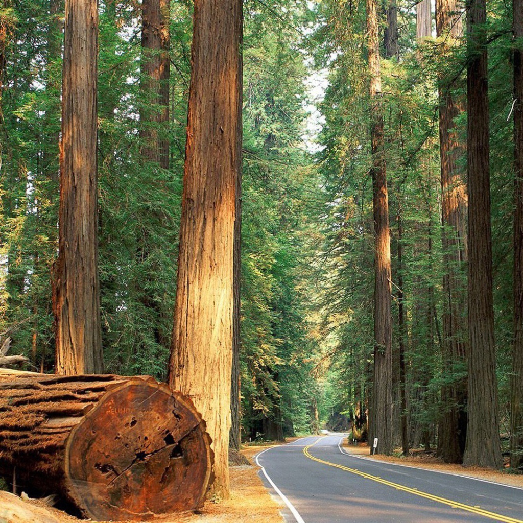 Ствол большого дерева у дороги