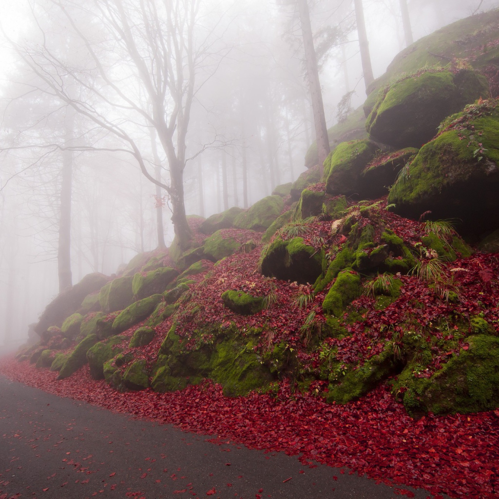 Дорожка в туманном лесу
