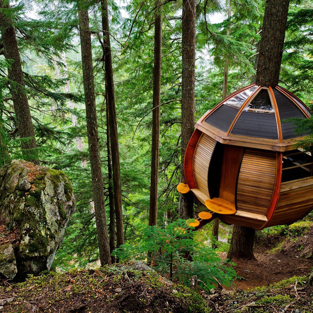 Домик на дереве в лесу