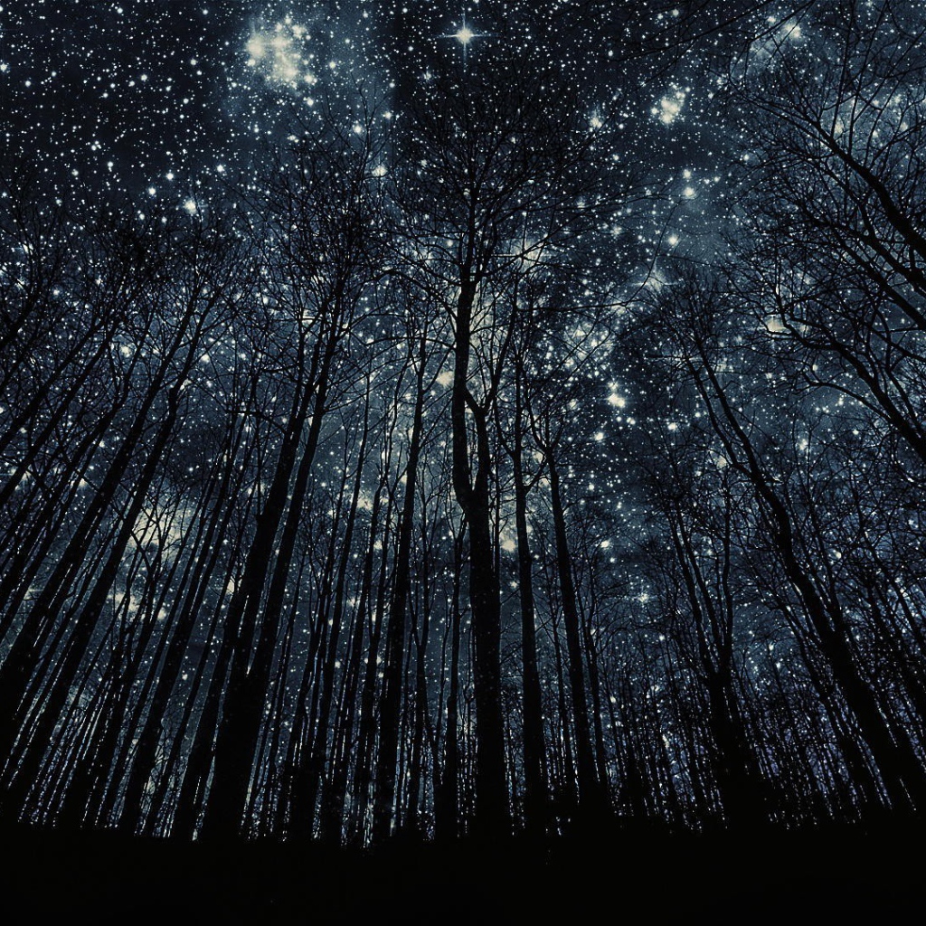 Деревья без листьев на фоне звезд