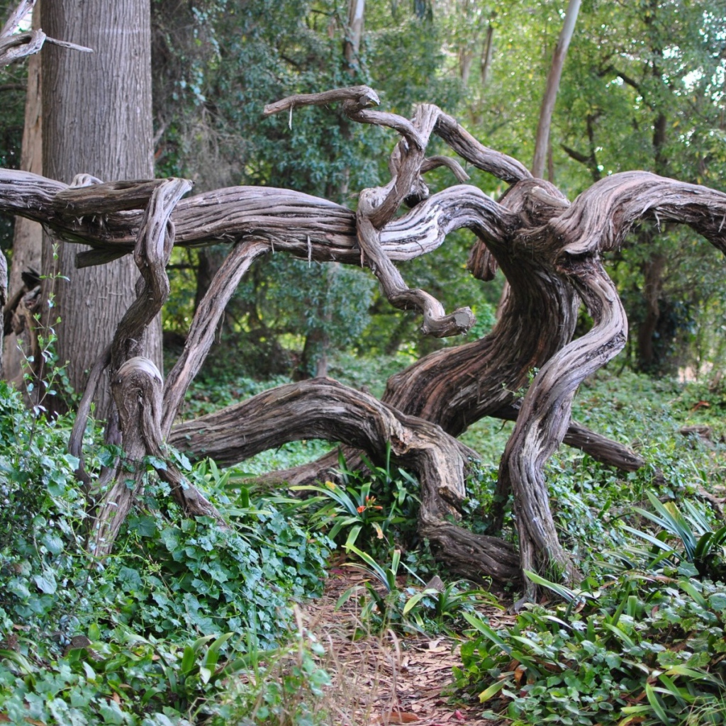 Искривленные ветви дерева в лесу