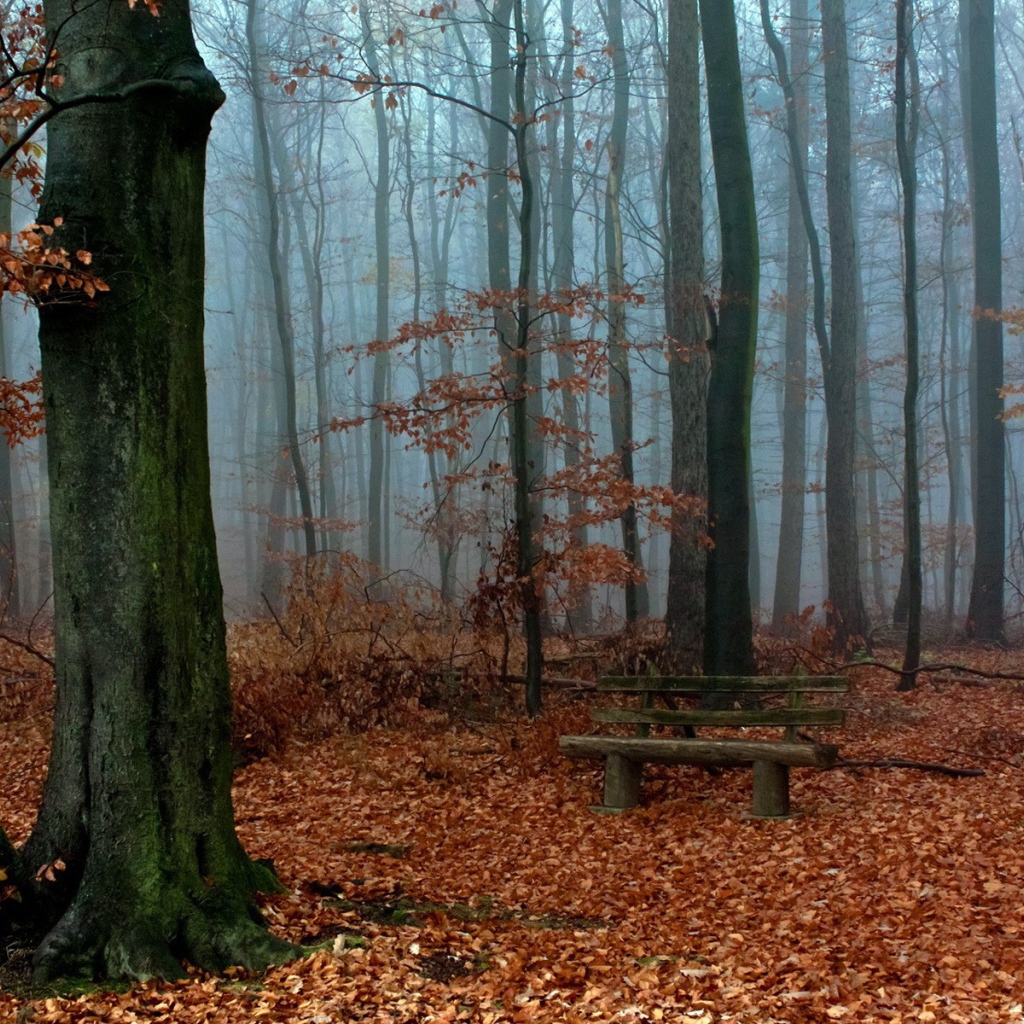 Деревянная скамья посреди осеннего леса
