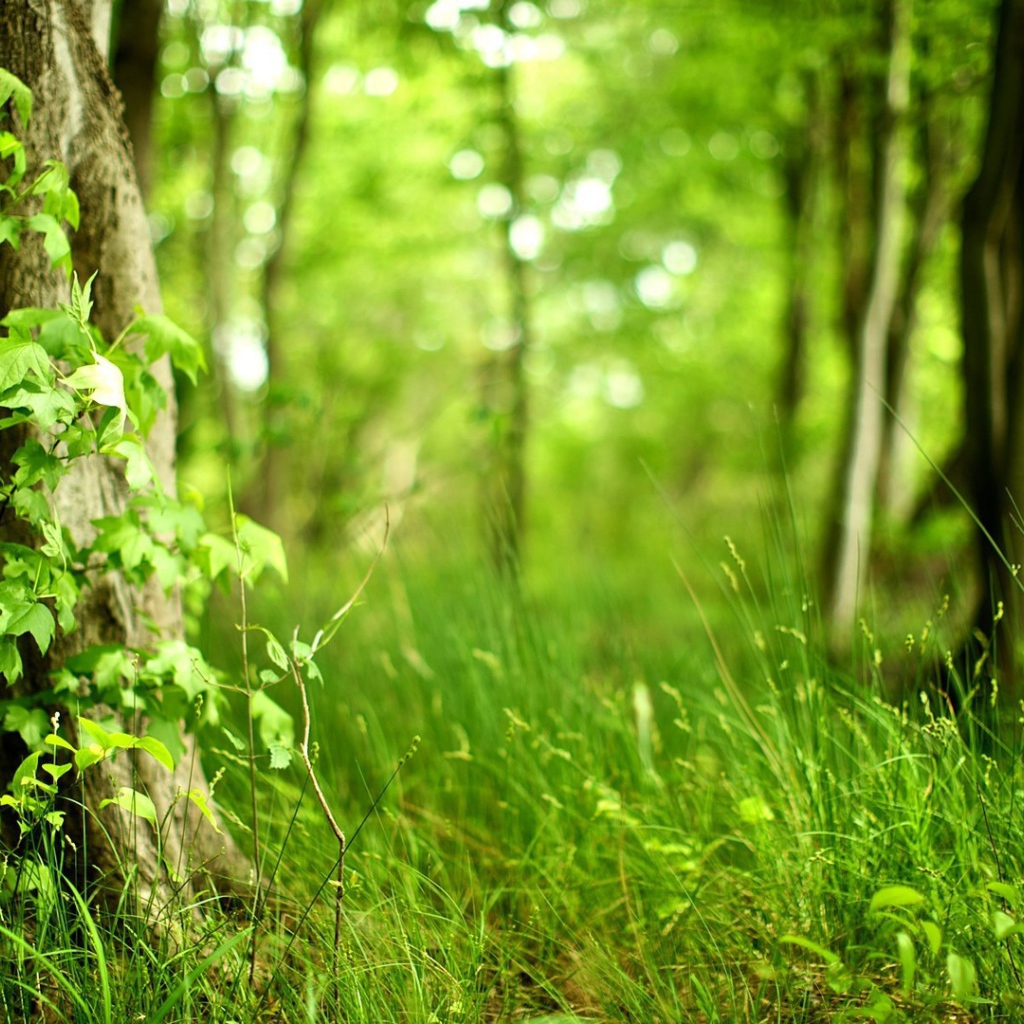 Молодая трава в лесу