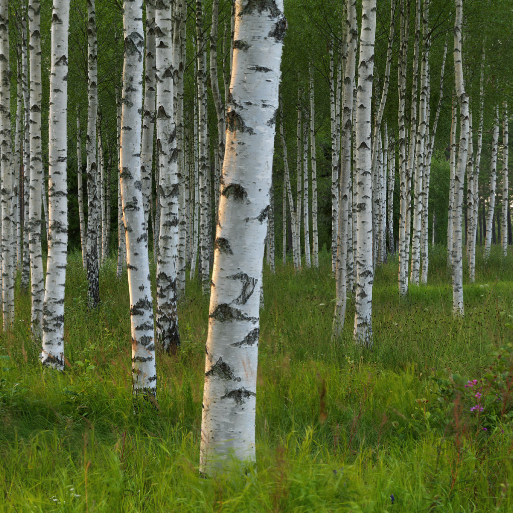 Березовый лес в Швеции