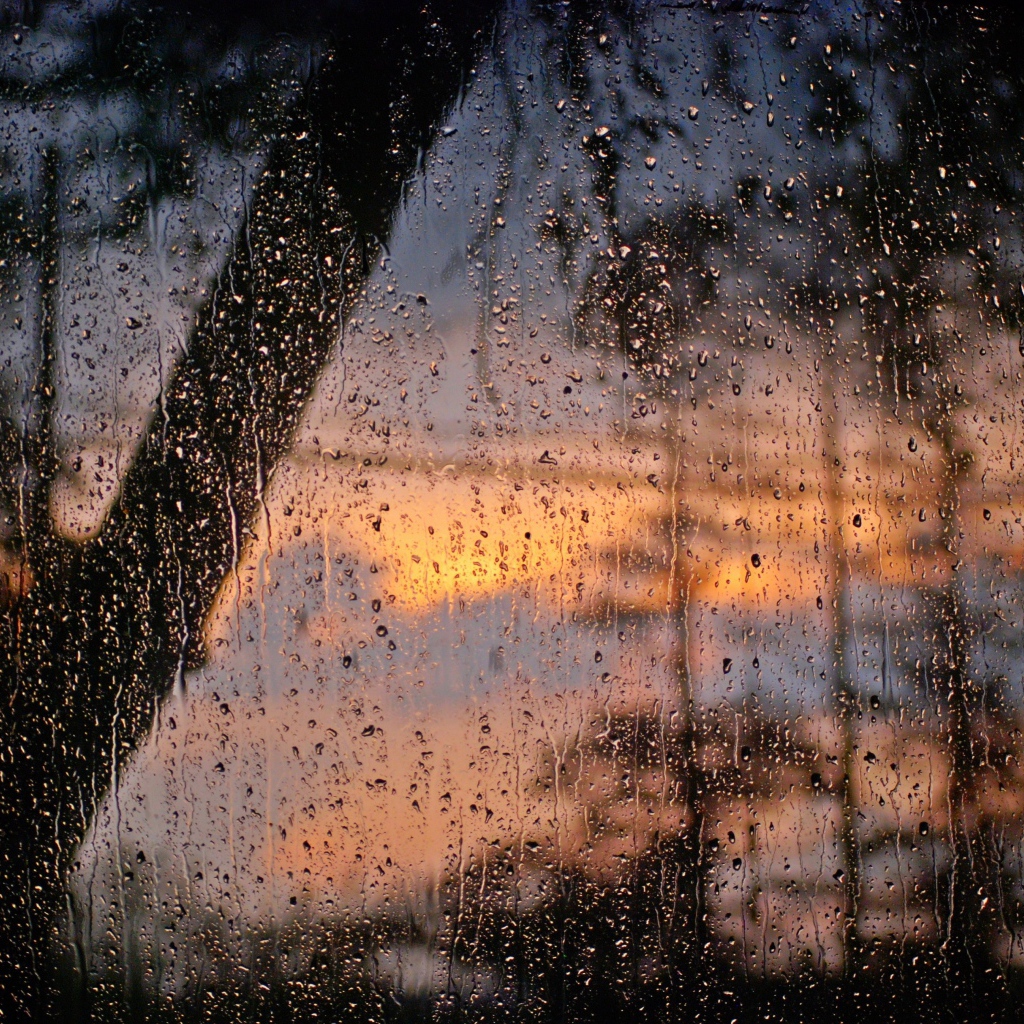 Лес после дождя