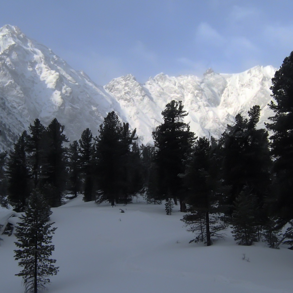 Черные деревья на фоне белых гор