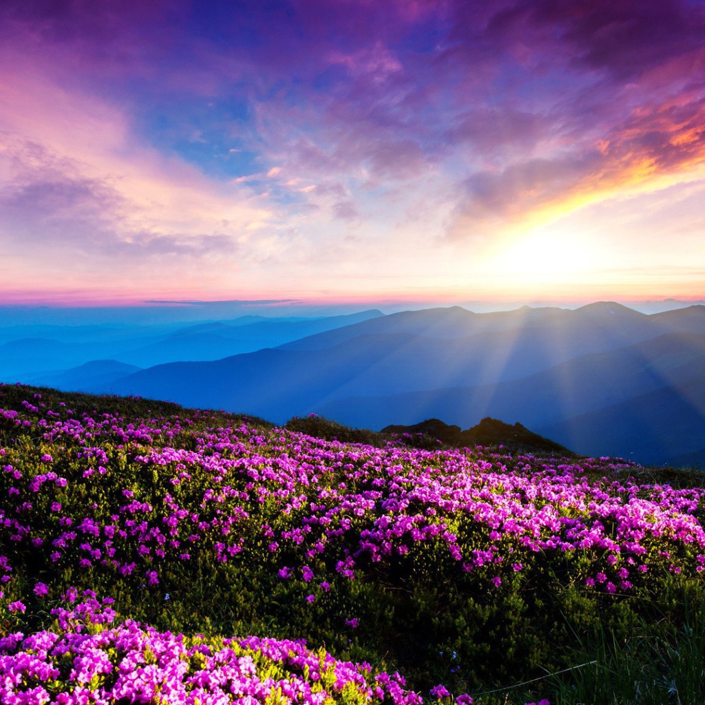 Цветущие горные склоны