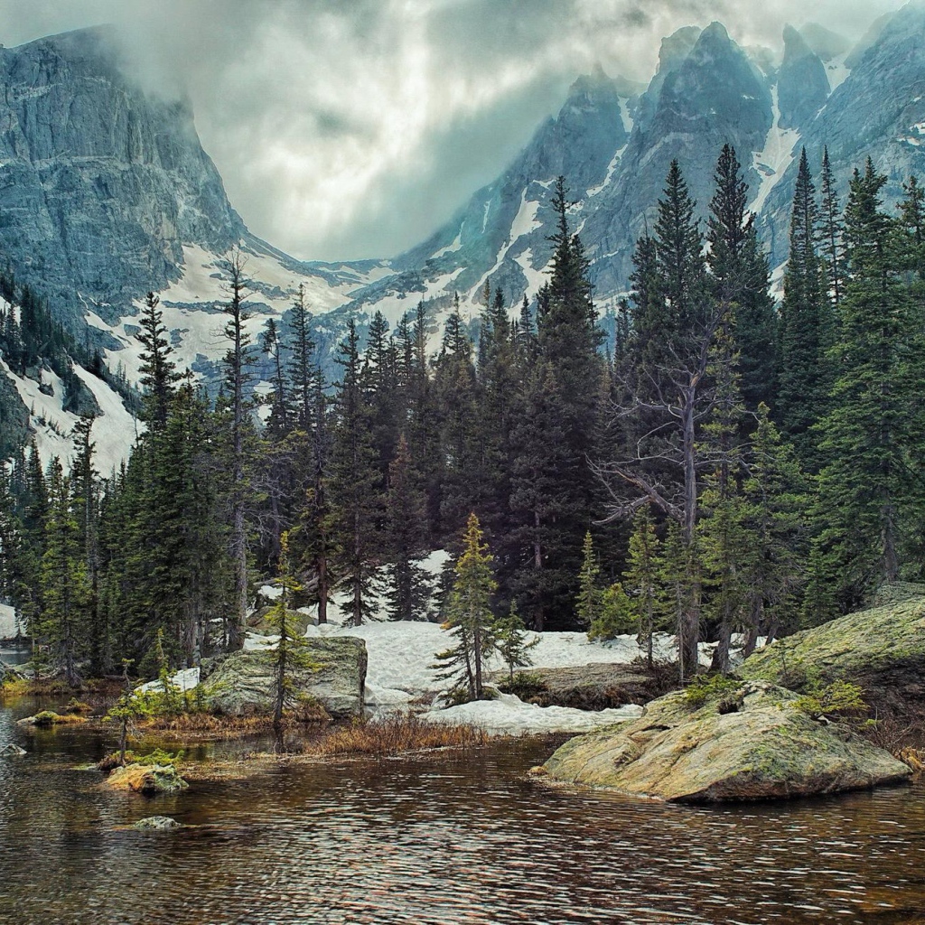 Хвойные деревья у реки в горах