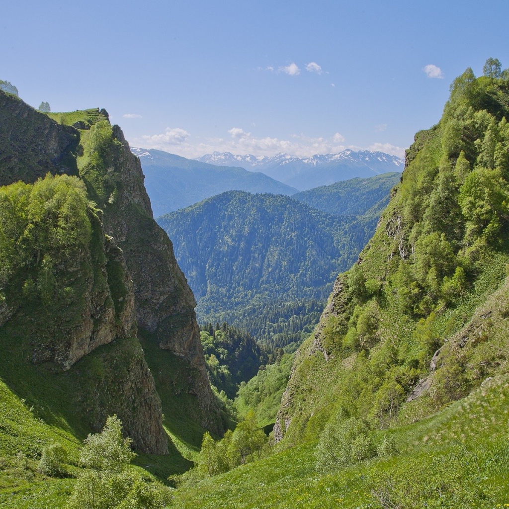 Поросшее растениями ущелье в горах