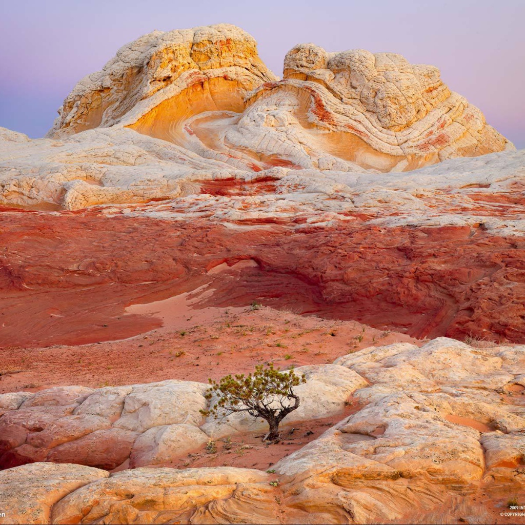 Одинокое дерево на разноцветных скалах